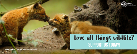 Fox cubs with messaging: Love all things wildlife? Support us today! 