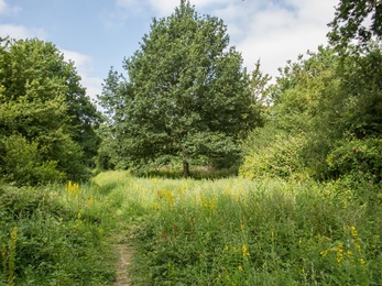 Newland Grove