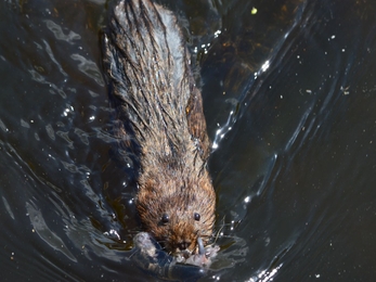 Water Vole