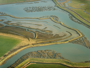 Remnant saltmarsh and coastal realignment at Abbotts Hall Farm