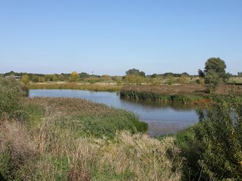 Ingrebourne Valley marshes