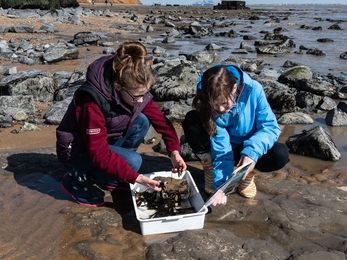 Fossil Hunting