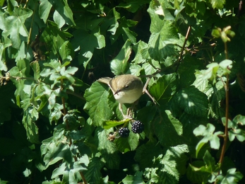 Common Whitethroat on Bramble