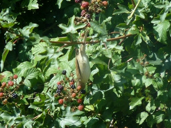 Common Whitethroat upside down on bramble