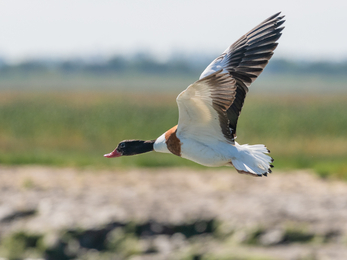 Shelduck