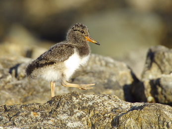 Oystercatcher Chick