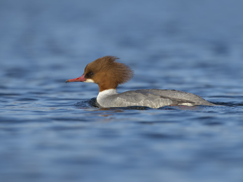 Female goosander