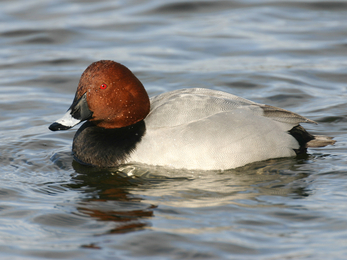 Male pochard