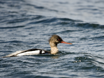 Male red-breasted merganser