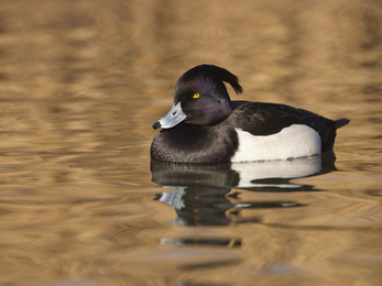 Male tufted duck