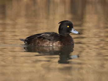 Female tufted duck