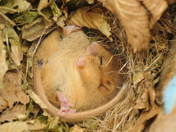 dormouse