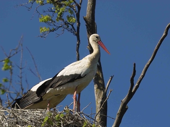 White stork