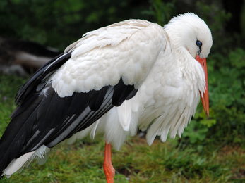 White stork