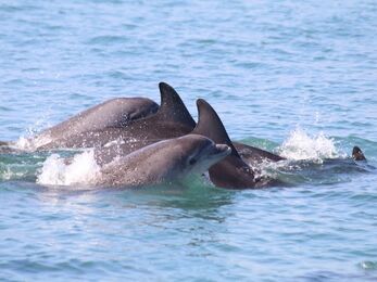 Cardigan Bay bottlenose dolphins - credit Sarah Perry