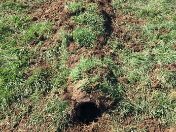 Covered shelduck nest box