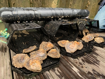 Native oyster