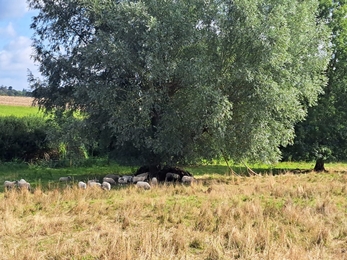 Herdwick sheep at Fingringhoe