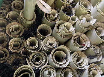 Plastic tree guards taken off trees