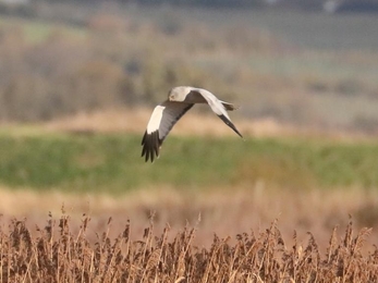 Male hen harrier