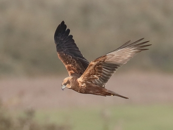 Marsh harrier in flight