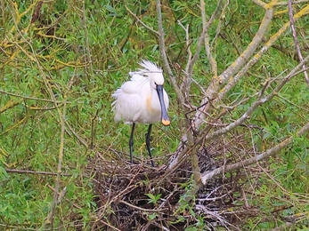 Spoonbill in nest at Abberton