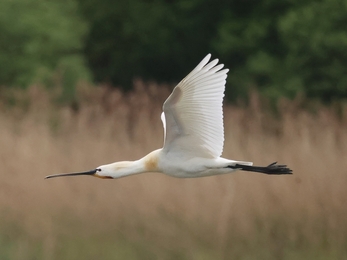 Spoonbill flying