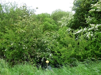 Before photo of a pond area overgrown with trees