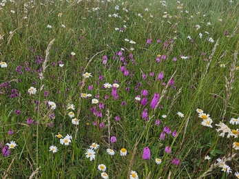Pyramidal orchids at Thameside