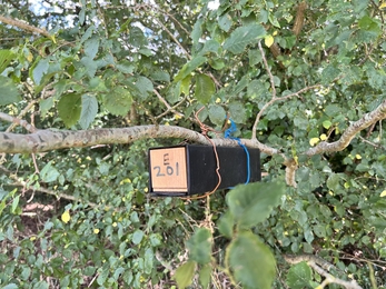 Example of a dormouse tube nest at Middlewick