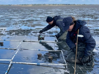 Two members of the Trust team kneeling to plant seagrass cores in the mud