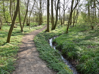 A photo of Sandylay and Moat Woods with a path winding through trees