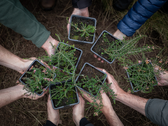 Young bell heather plants ready to be planted at Epping Forest