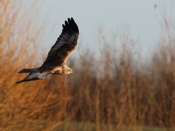 Marsh harrier - Mark Huddleston