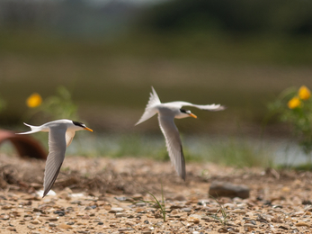 Little terns on Horsey Island beach Paul Davis, RSPB