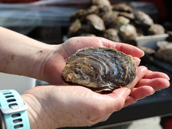 Oysters being cleaned - Celine Gamble ZSL