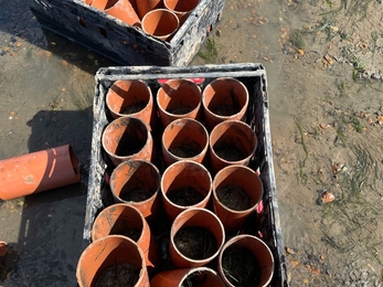 Containers holding seagrass cores ready for planting