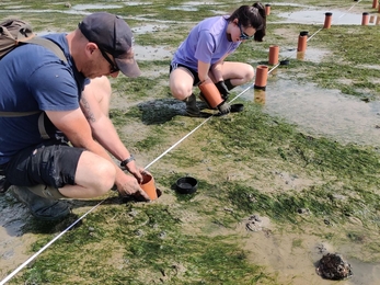 Two conservationists collecting seagrass cores 