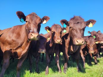 A picture of 7 red poll cows looking at the camera, all close up and crowded round. The sky is blue above them.
