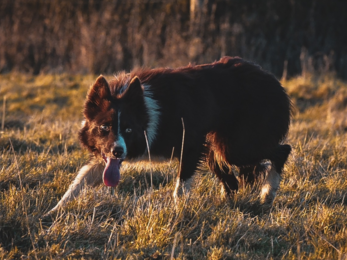 Photo of Fern, the sheep dog, with her tongue out photographed mid-herding at Blue House Farm nature reserve. She is low to the ground and there is a golden light to the photo. 
