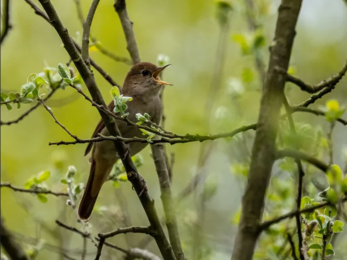 Nightingale - Danbury Common_c_Richard Chew