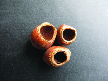 Hazelnuts eaten by dormouse
