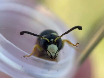 Fen Mason Wasp during ecological survey