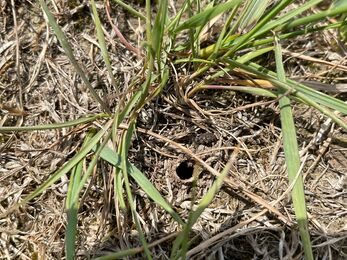 Fen Mason Wasp nest with chimney entrance