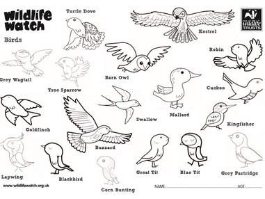 Get Wild at Home | Essex Wildlife Trust