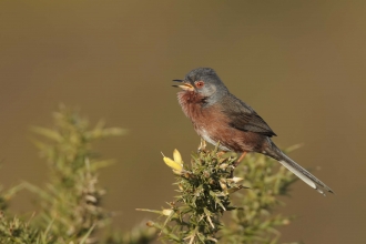 Dartford warbler