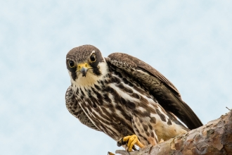 Hobby