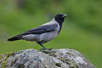 Hooded Crow