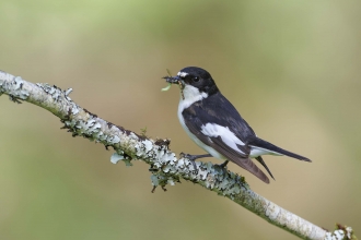 Pied flycatcher male