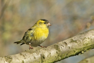 Siskin